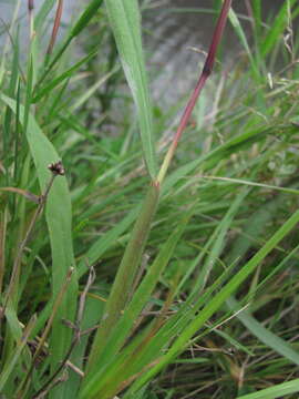 Image of Japanese paspalum