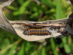 Image of Asimina webworm moth