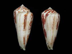 Image of Conus magus Linnaeus 1758