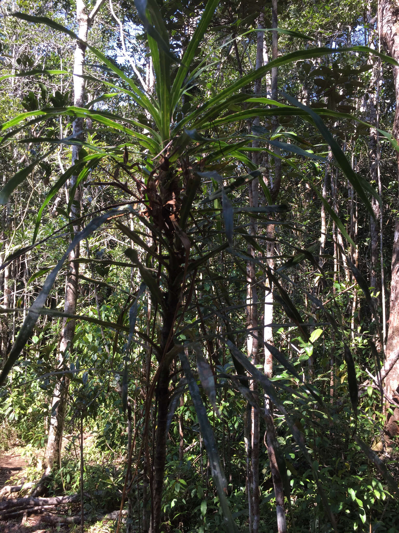 Image of Dracaena xiphophylla Baker