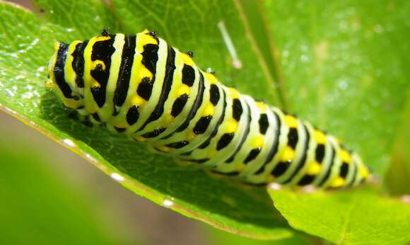 Image of Short-tailed Swallowtail