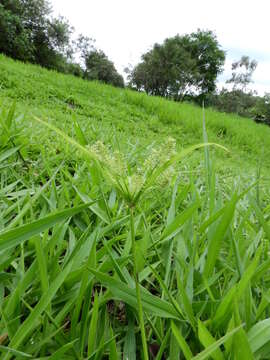 Cyperus meyenianus Kunth的圖片