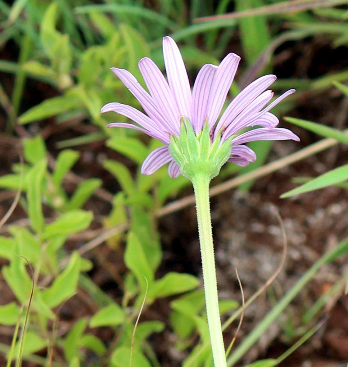 Image de Dimorphotheca spectabilis Schltr.