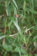 Image of Golden Harvestman