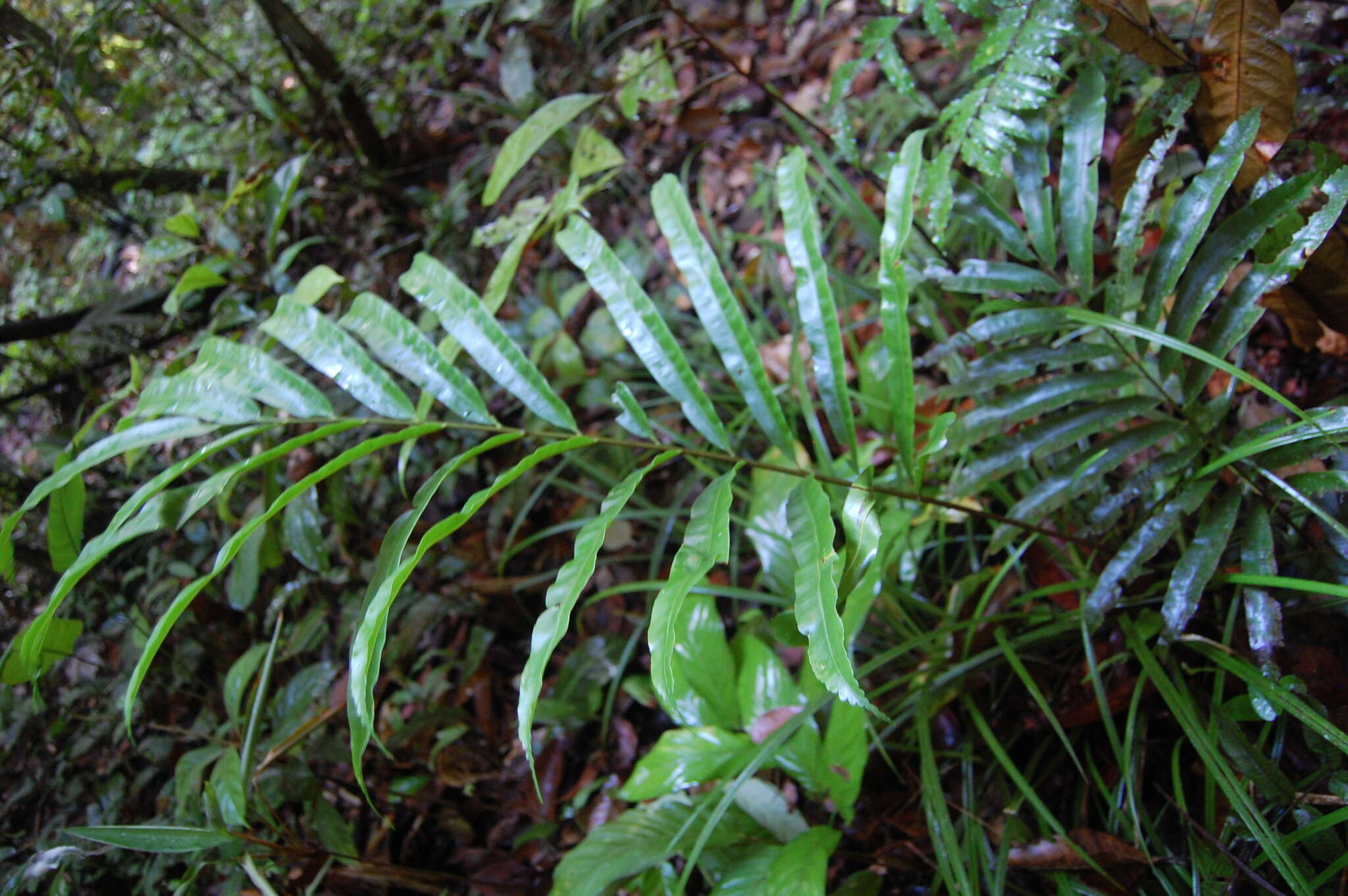 Image of Metaxya scalaris Tuomisto & Cardenas