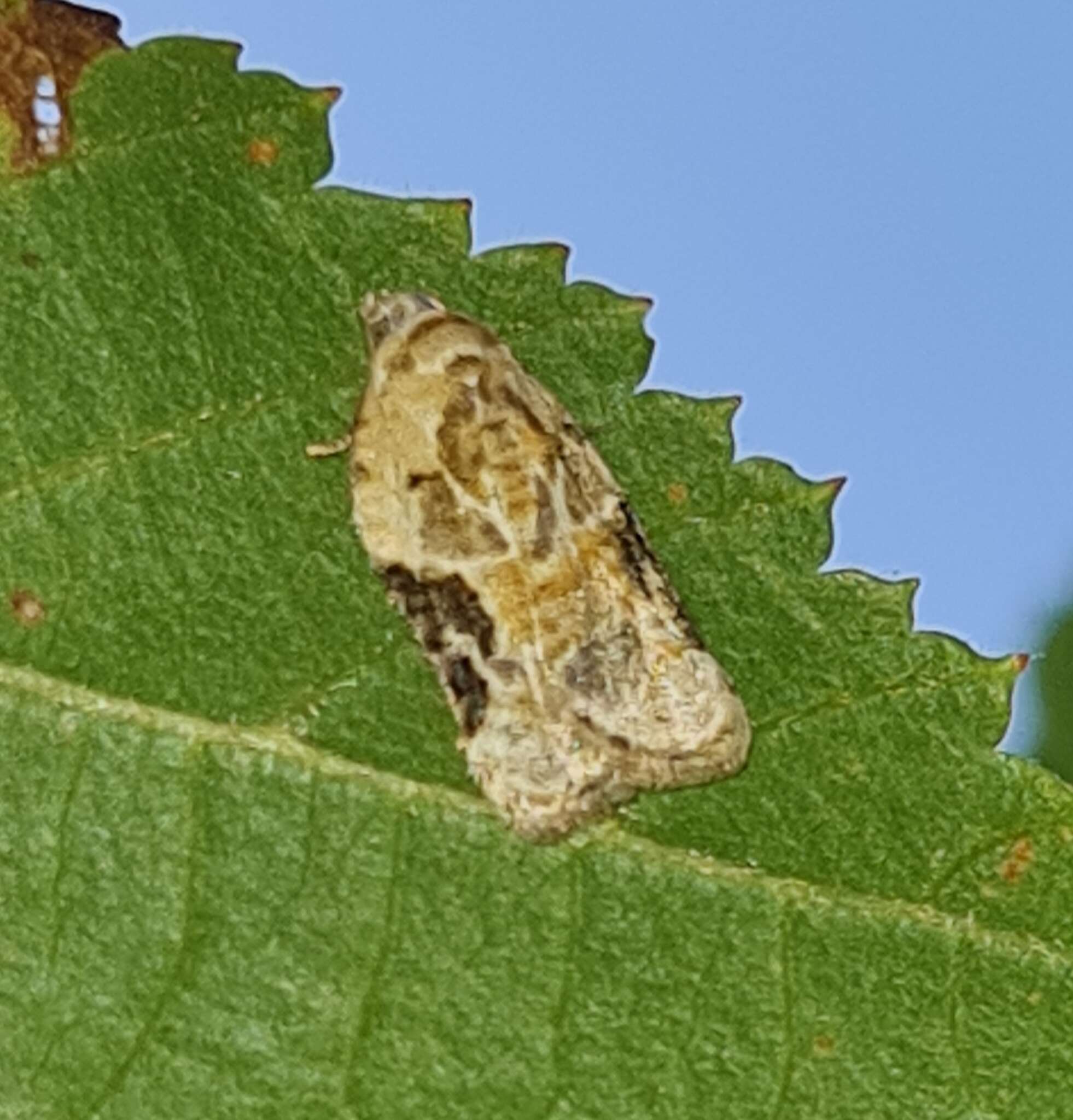 Imagem de Acleris lacordairana Duponchel 1834