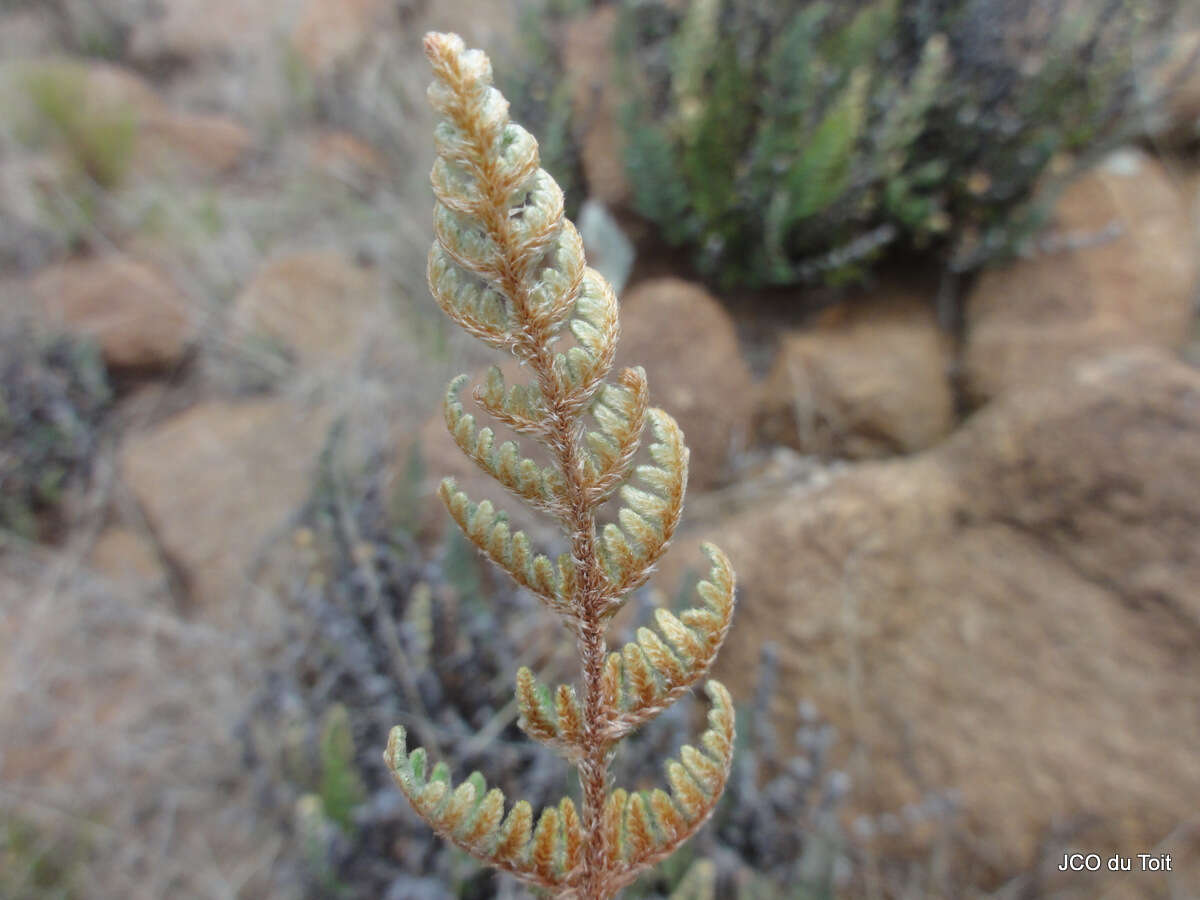 Plancia ëd Cheilanthes eckloniana (Kunze) Mett.