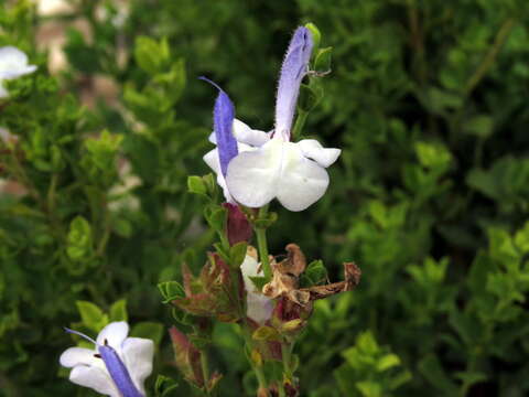 Salvia chamelaeagnea Berg. resmi