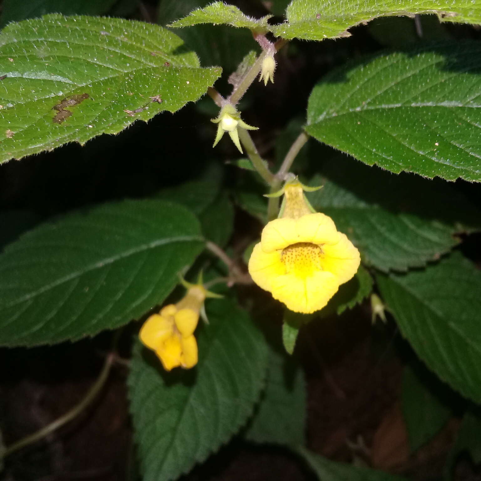 Imagem de Achimenes flava C. V. Morton