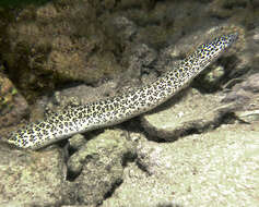 Image of Bar-cheeked eel