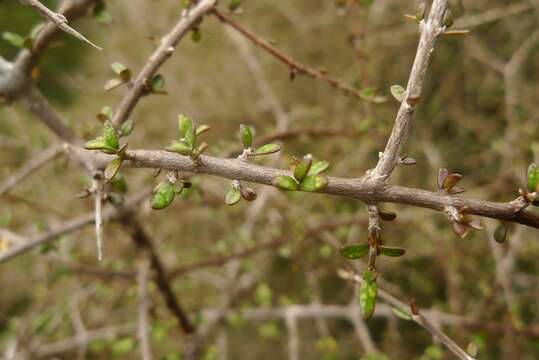 Image of Coprosma decurva Heads