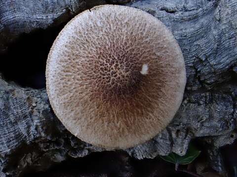 Слика од Pluteus hispidulus (Fr.) Gillet 1876