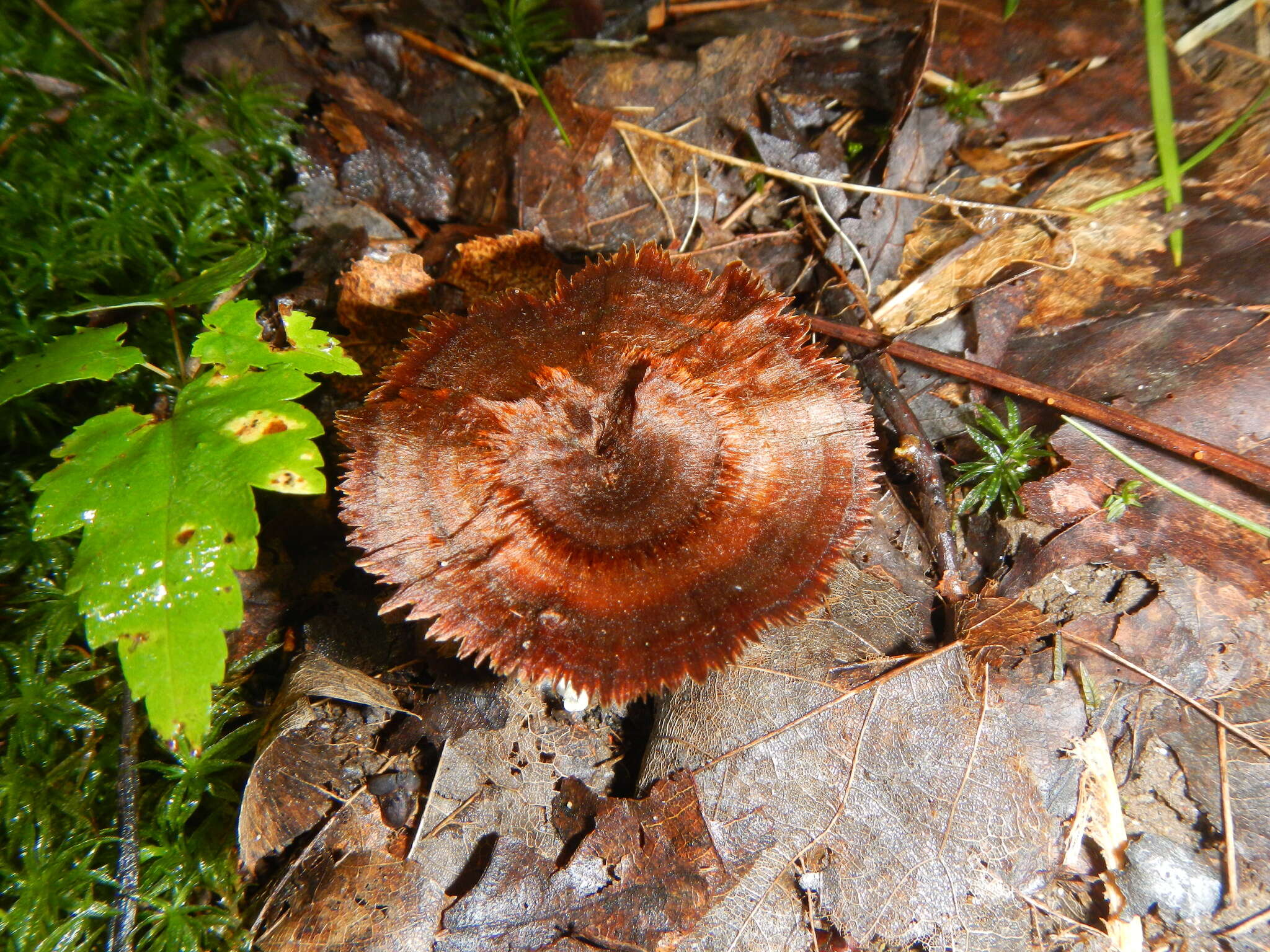 Image of Coltricia cinnamomea (Jacq.) Murrill 1904