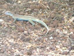 Image of Eastern Spotted Whiptail