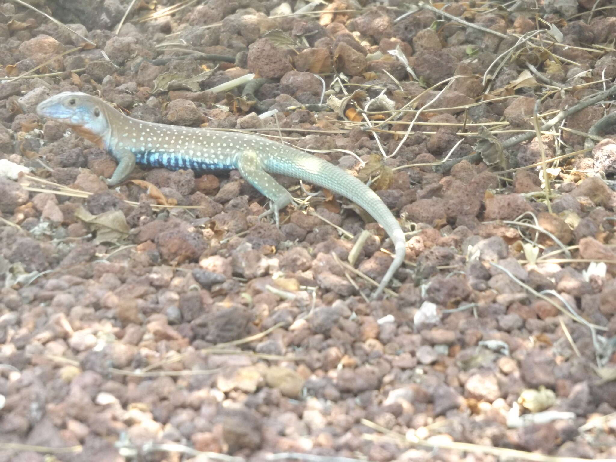 Image of Eastern Spotted Whiptail