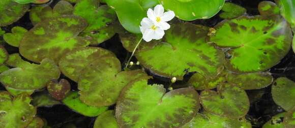 Image of Nymphoides hydrophylla (Loureiro) Kuntze