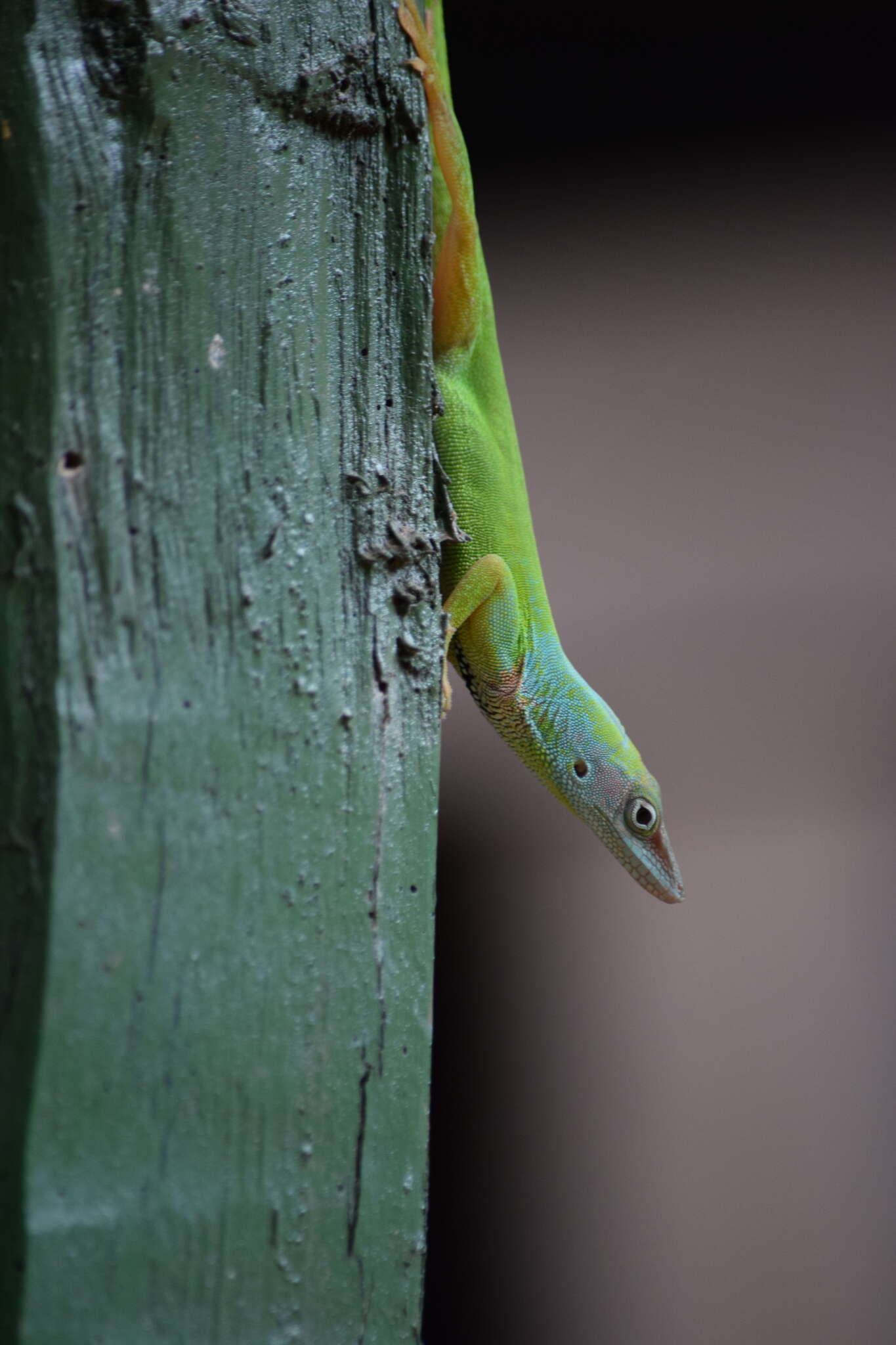 Imagem de Anolis peynadoi Mertens 1939