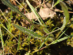 Image of meadow thistle