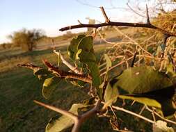 Image of Xylosma tweediana (Clos) Eichler