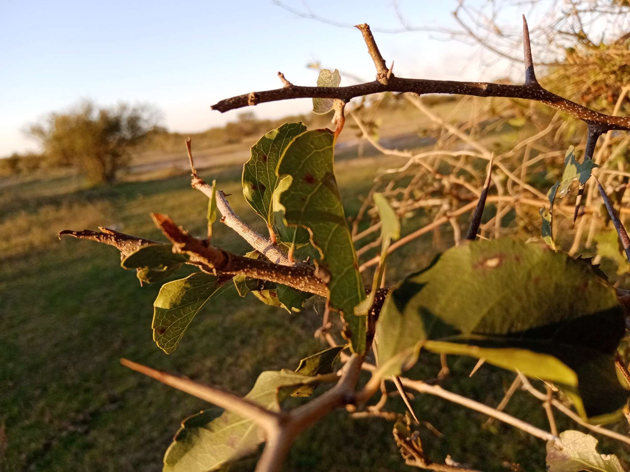 Image of Xylosma tweediana (Clos) Eichler