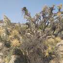 Image of Cylindropuntia molesta subsp. molesta