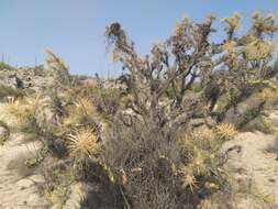 Image of Cylindropuntia molesta subsp. molesta