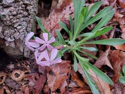 Imagem de Silene caroliniana subsp. pensylvanica (Michx.) R. T. Clausen