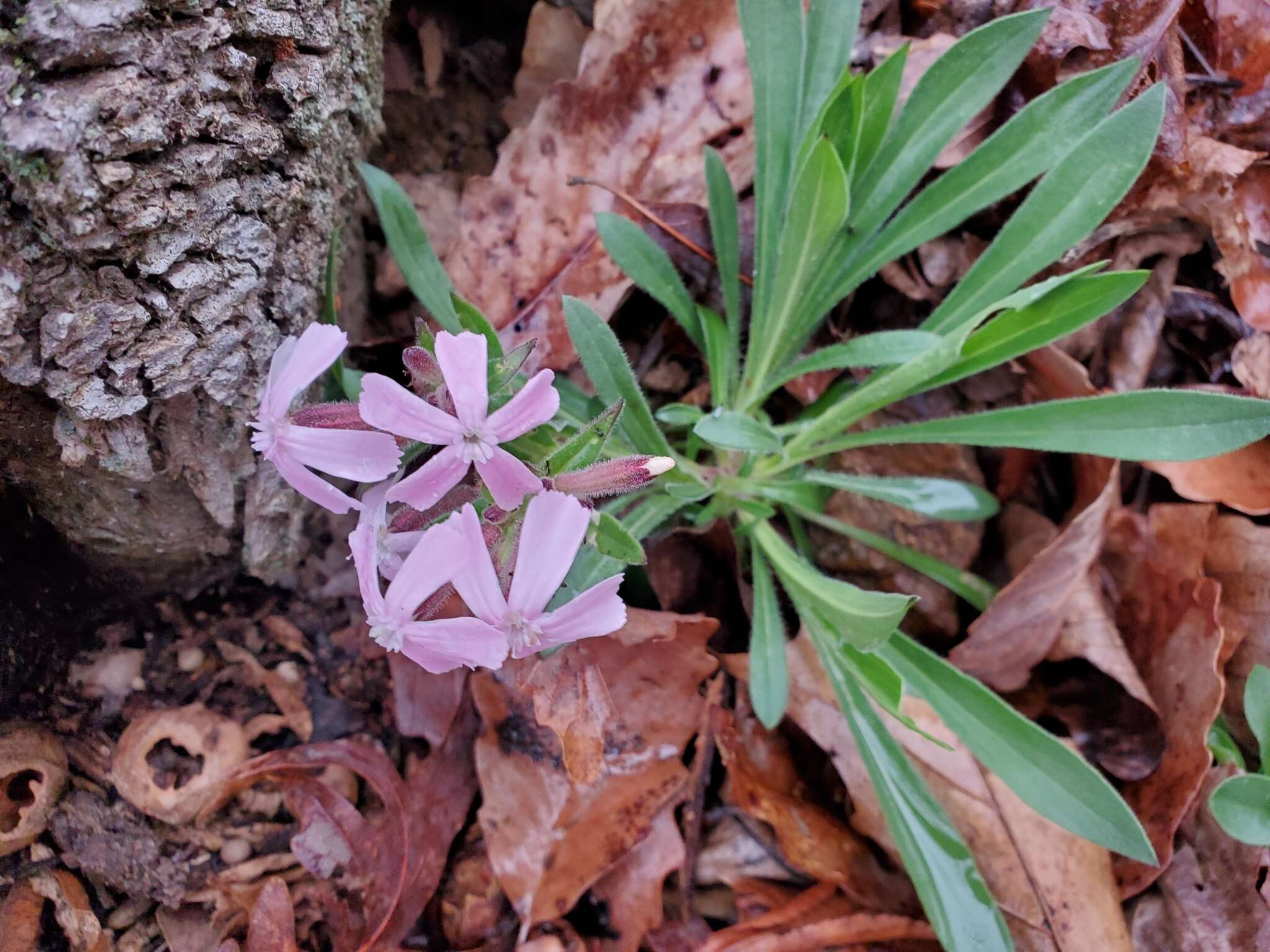 Image de Silene caroliniana subsp. pensylvanica (Michx.) R. T. Clausen