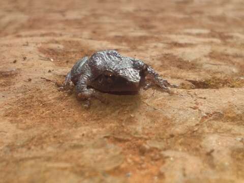 Image de Pseudophilautus wynaadensis (Jerdon 1853)