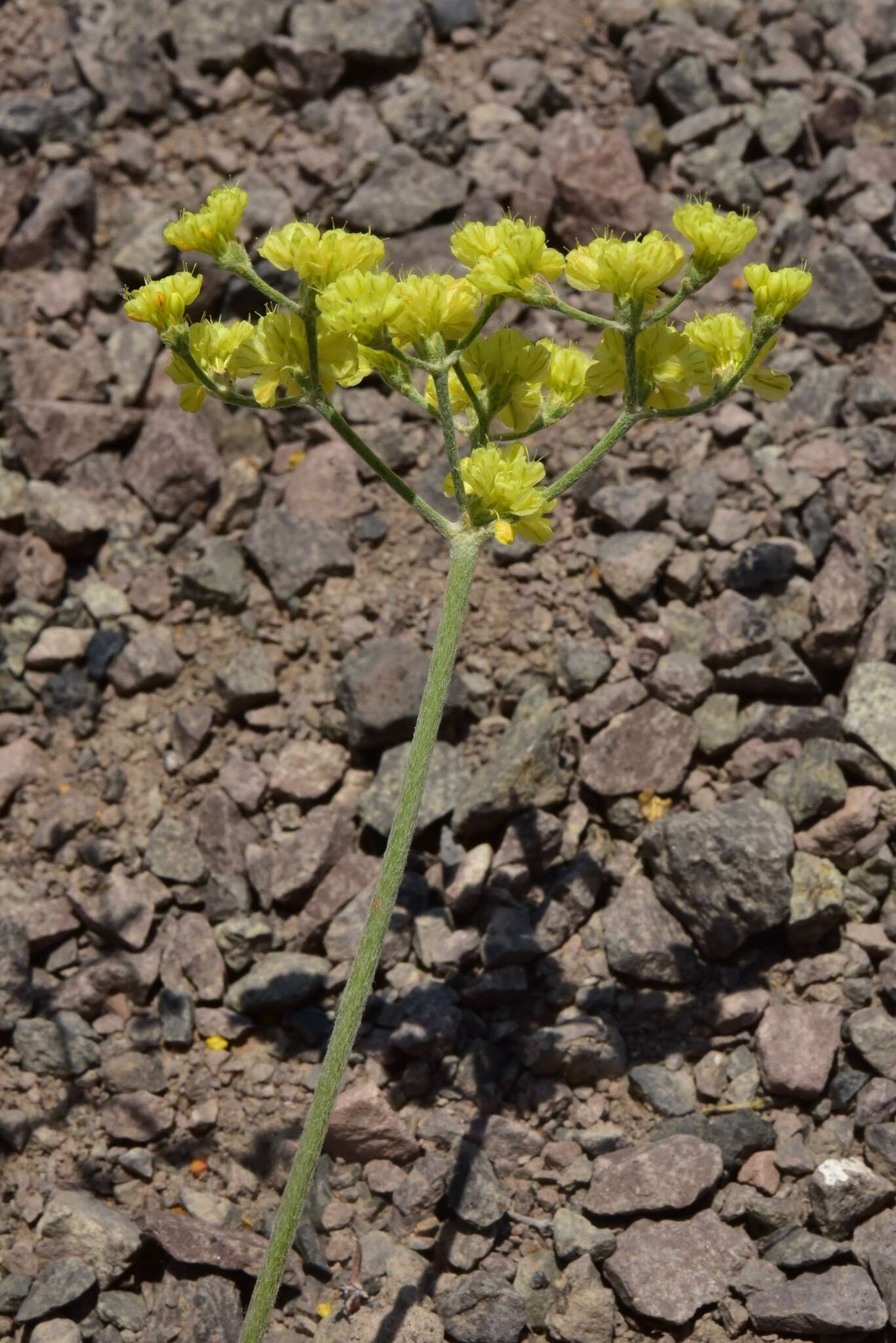 Image of Eriogonum strictum var. anserinum (Greene) S. Stokes