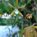 Sivun Encyclia stellata (Lindl.) Schltr. kuva