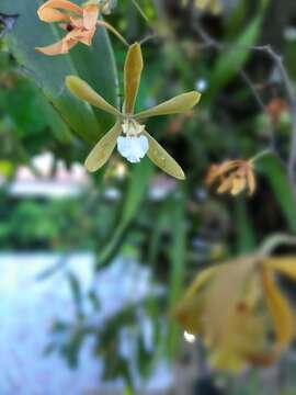 Imagem de Encyclia stellata (Lindl.) Schltr.