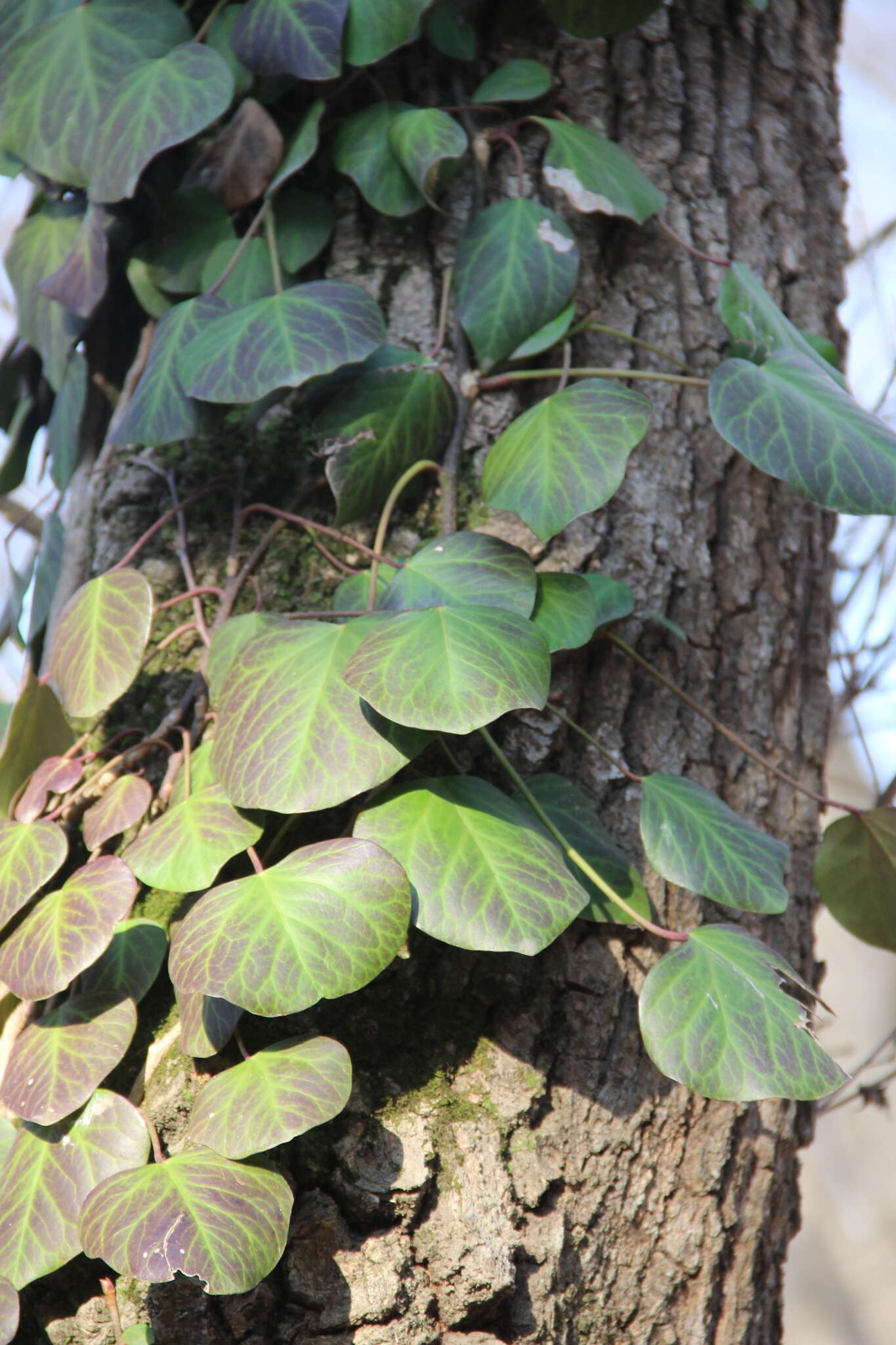 Image de Hedera pastuchovii Woronow