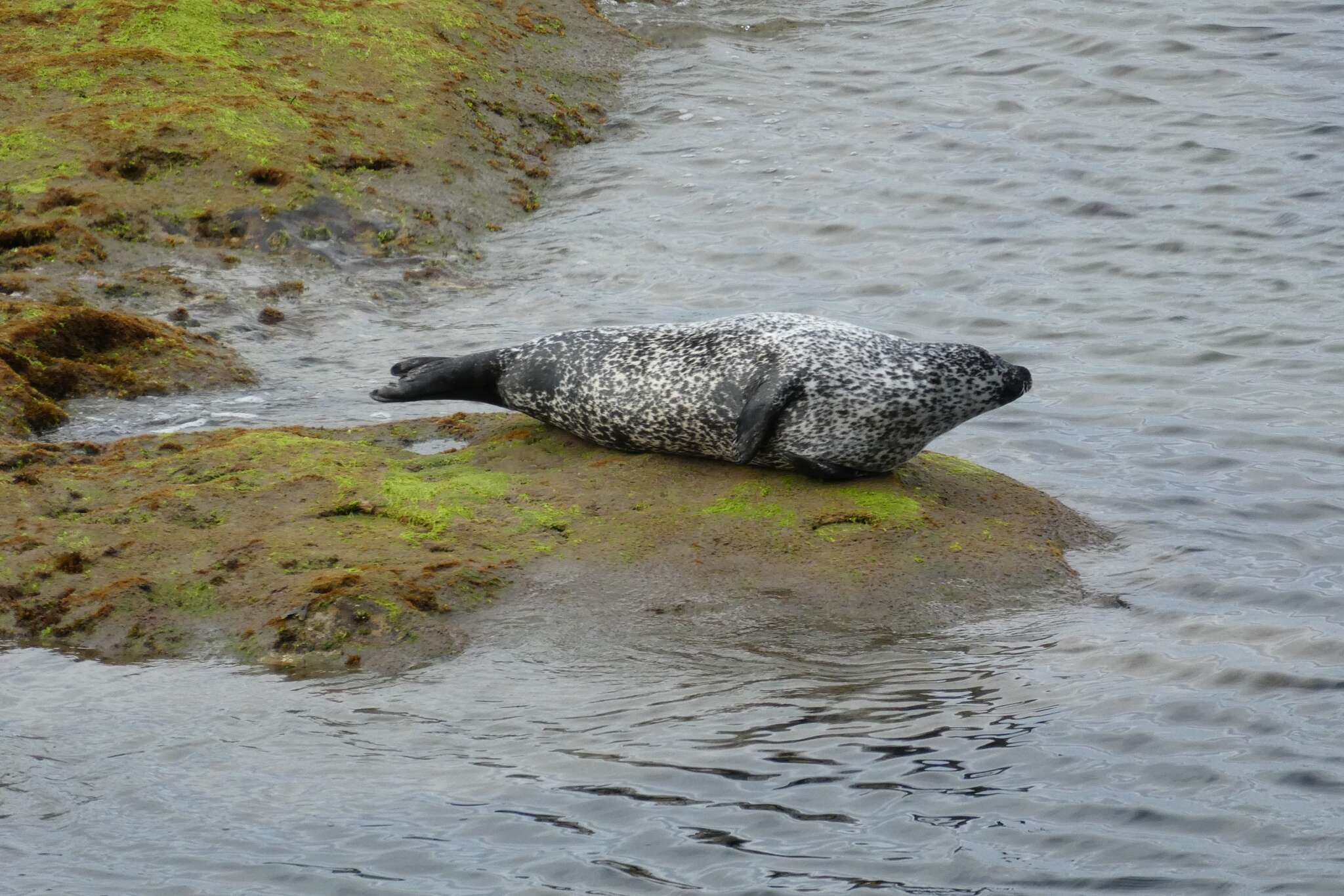 Image of Phoca vitulina vitulina Linnaeus 1758