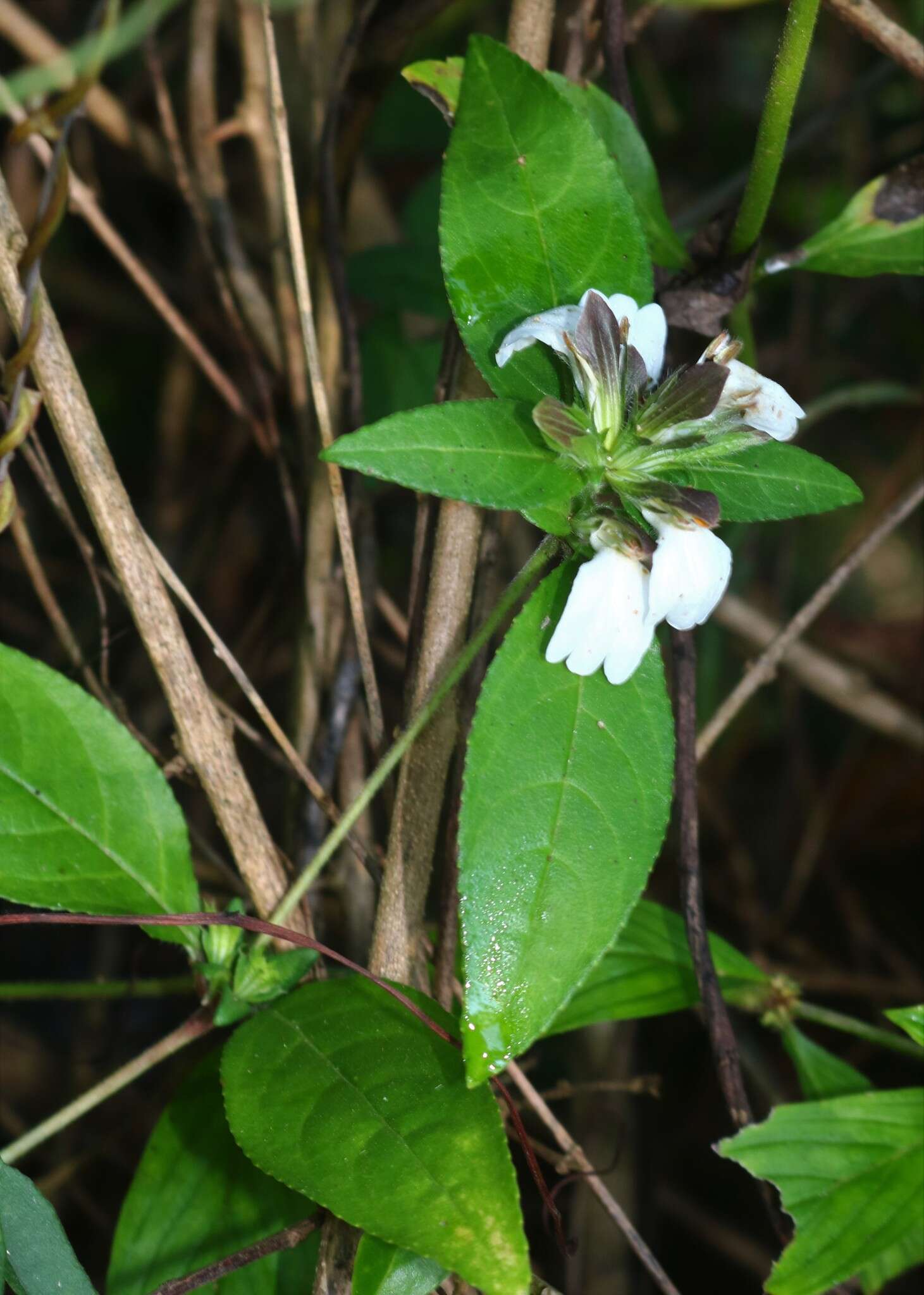 Cynarospermum asperrimum (Nees) K. Vollesen resmi