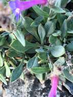 Image of low beardtongue