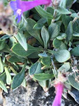 Sivun Penstemon humilis subsp. brevifolius (Gray) D. D. Keck kuva