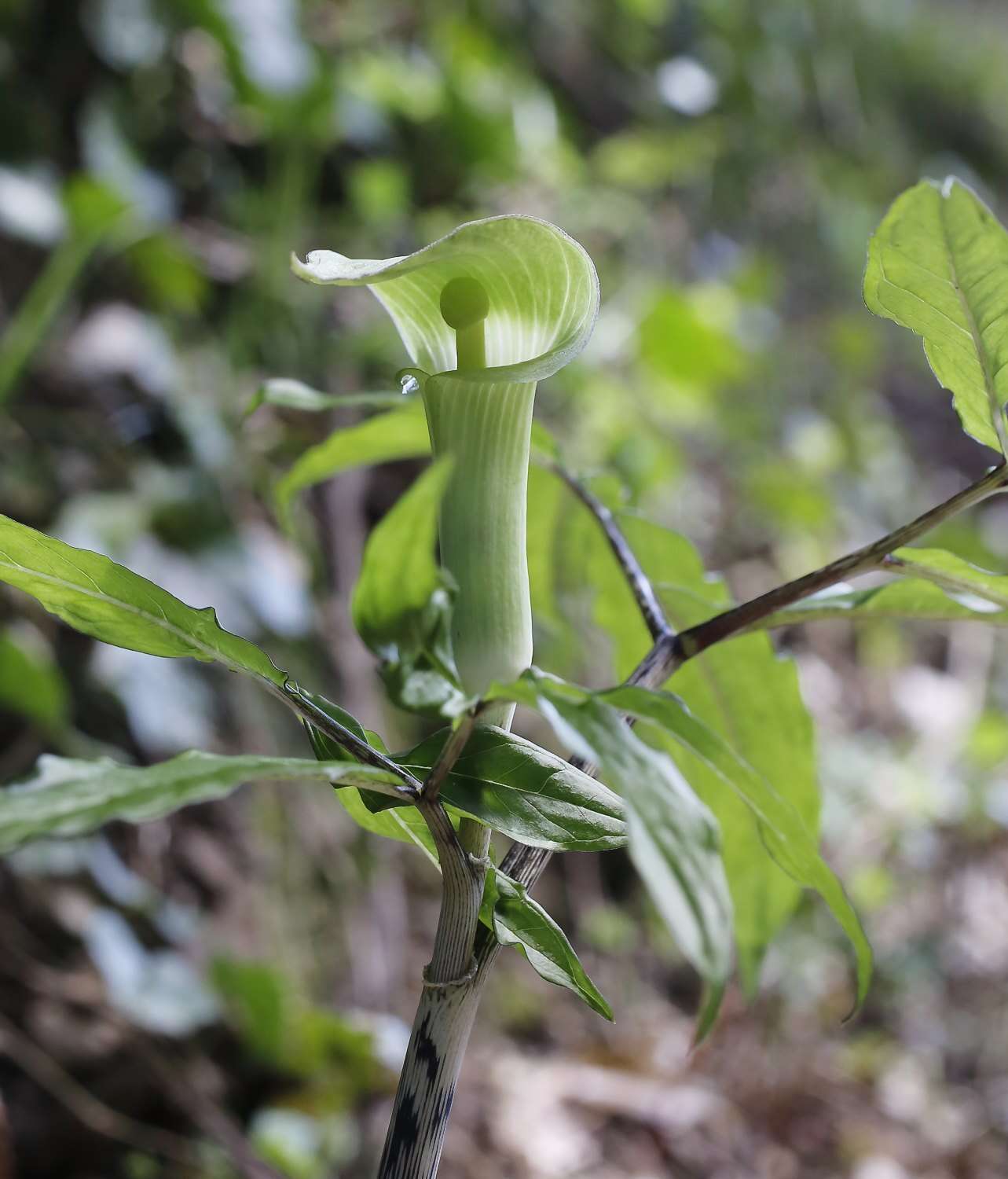 Arisaema yamatense subsp. sugimotoi (Nakai) H. Ohashi & J. Murata的圖片