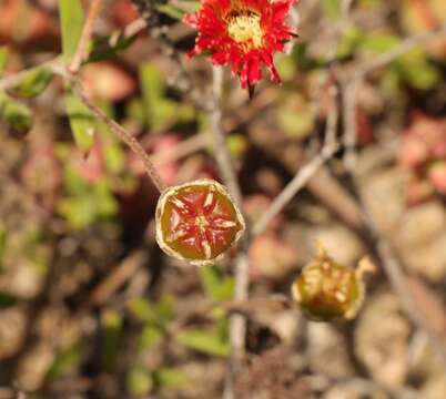 Image of Drosanthemum edwardsiae L. Bol.