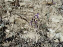 Image of Nepeta cyanea subsp. biebersteiniana (Trautv.) A. L. Budantsev