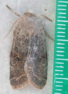 Imagem de Orthosia hibisci Guenée 1852