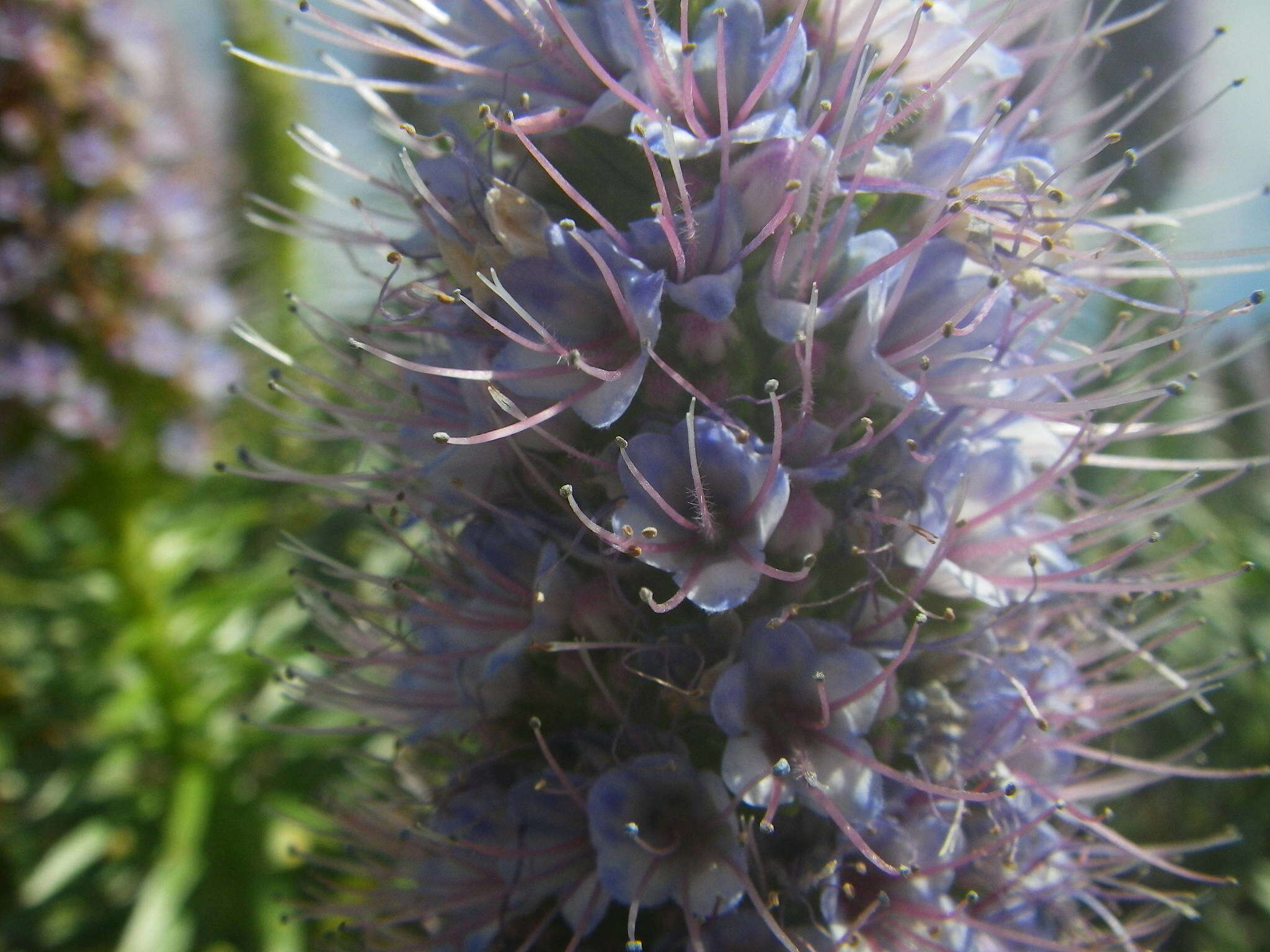 Image of Echium hierrense Webb ex C. Bolle