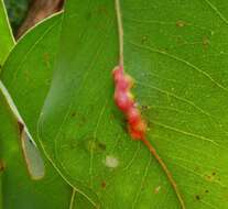 Image of Gall wasp