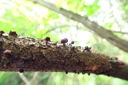 Image of Phaeomarasmius erinaceus (Fr.) Scherff. ex Romagn. 1937