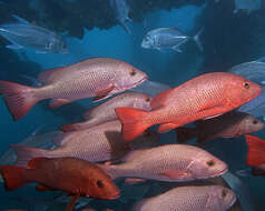 Image of Mangrove red snapper