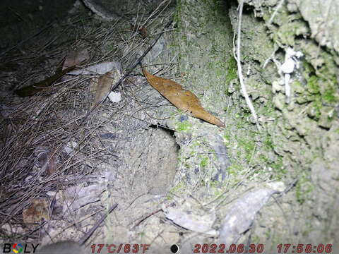 Image of Australian Pale Field Rat