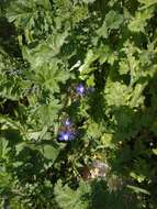 Image of Anchusa thessala Boiss. & Spruner