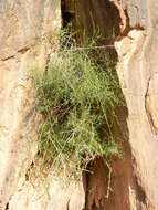 Image of Ephedra alata subsp. alenda (Stapf) Trab.