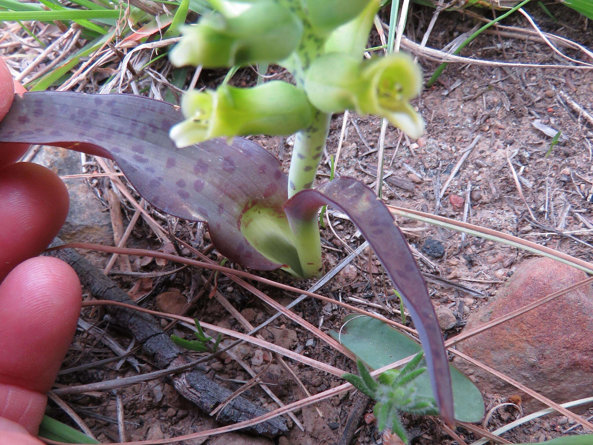 Image de Lachenalia orchioides subsp. orchioides