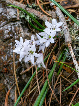 Image of Brimeura fastigiata (Viv.) Chouard